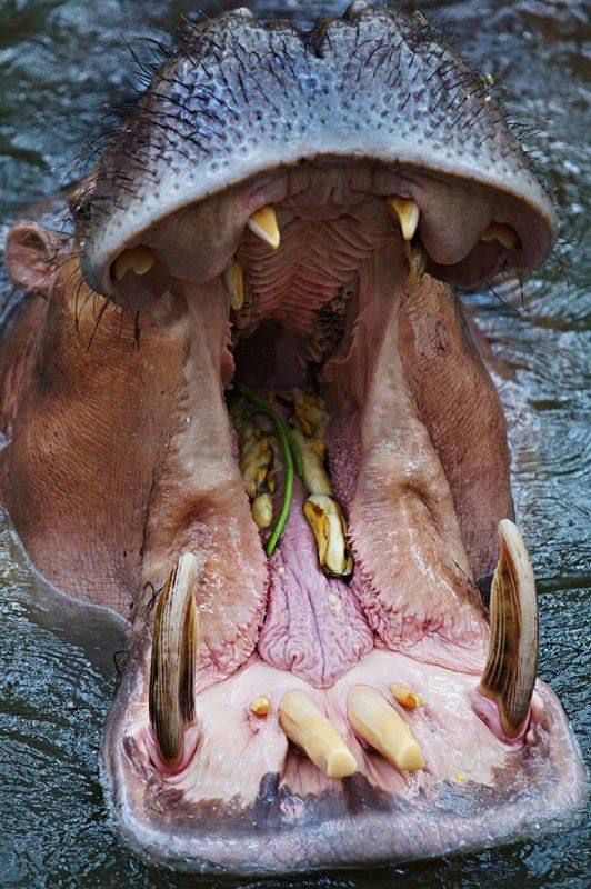 Портал фото превью