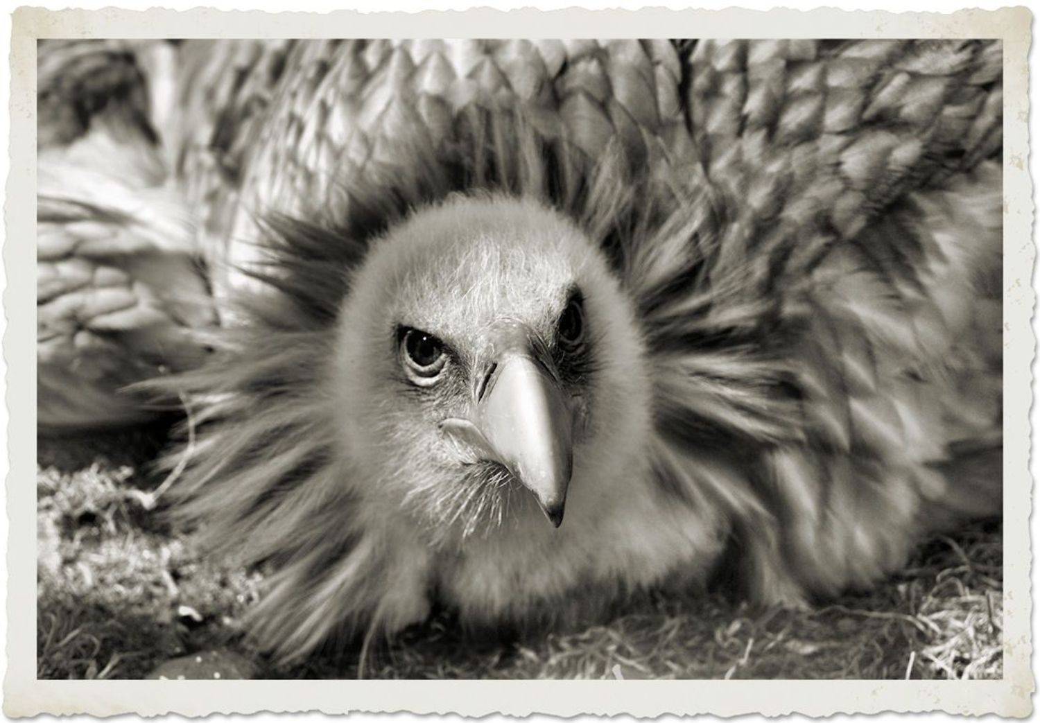 , Ольга Сибирёва