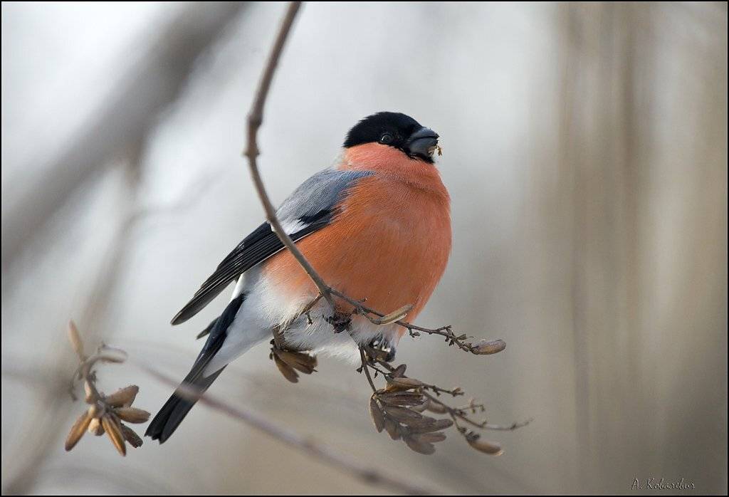 , Ковалевич А.