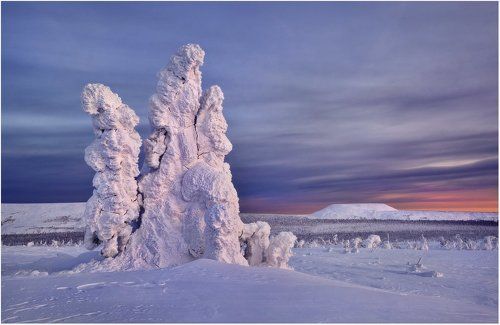 Подснежники декабря