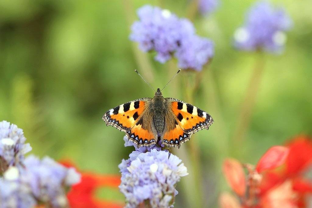 , Сергей Таланов