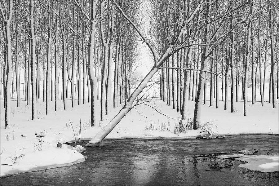 , Kostadin Momchilov