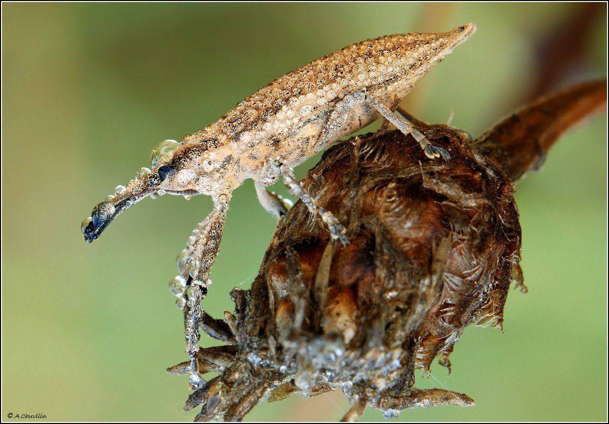 слон,роса,насморк, Александр Чувилин