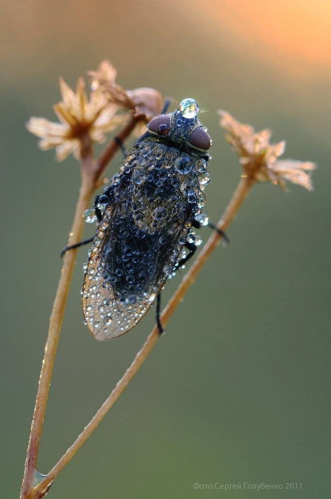 , Сергей Голубенко