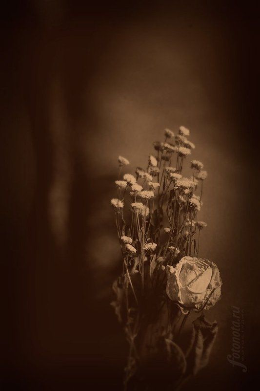 девушка, и, цветы *** фото превью