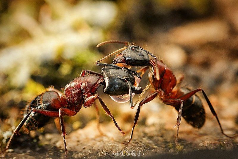 Trophallaxis (Ants feeding each other) фото превью