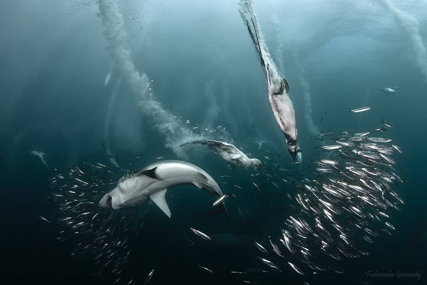 surdin, run, Fedorenko Gennady