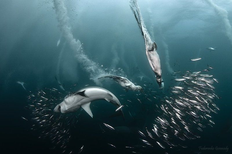 surdin, run Great hunting фото превью