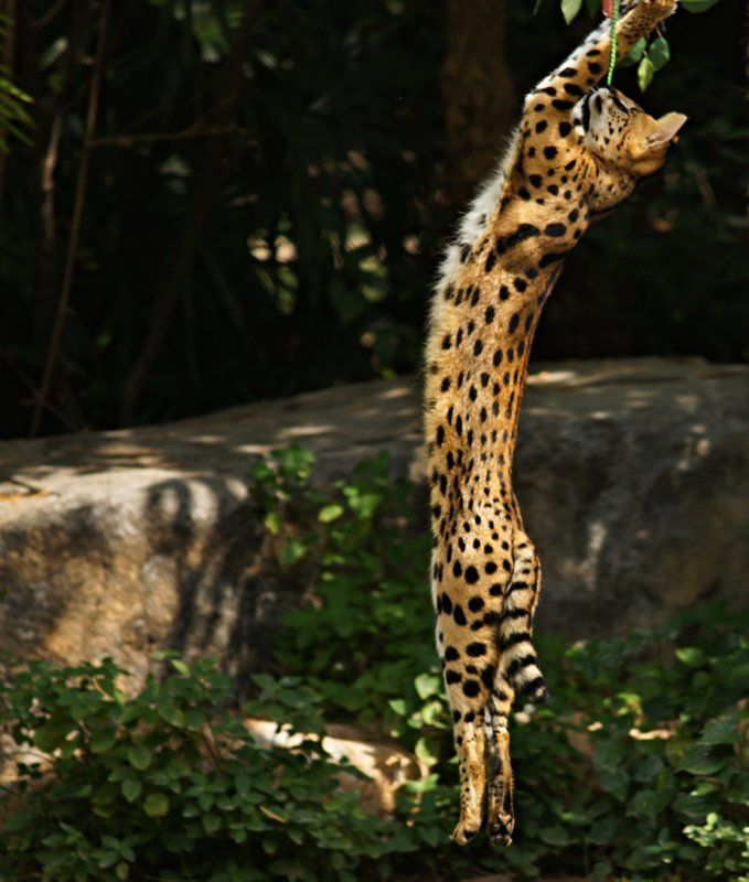 Охотник фото превью