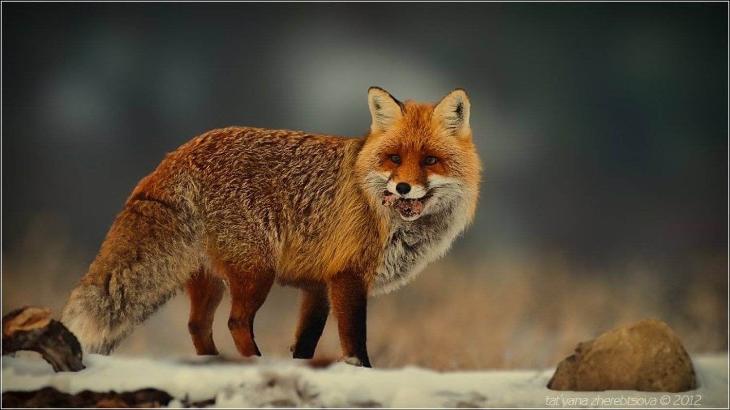 лис, Татьяна Жеребцова