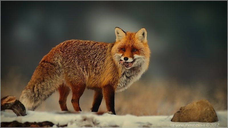 лис Рыжик фото превью