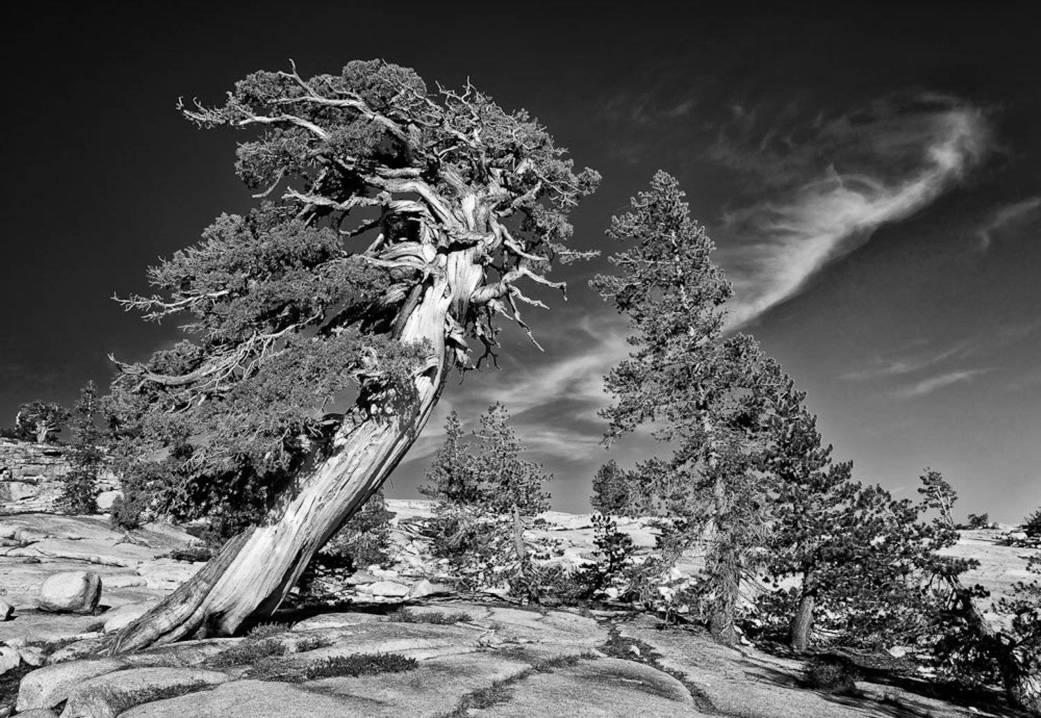 yosemite, tree, Михаил Кристев