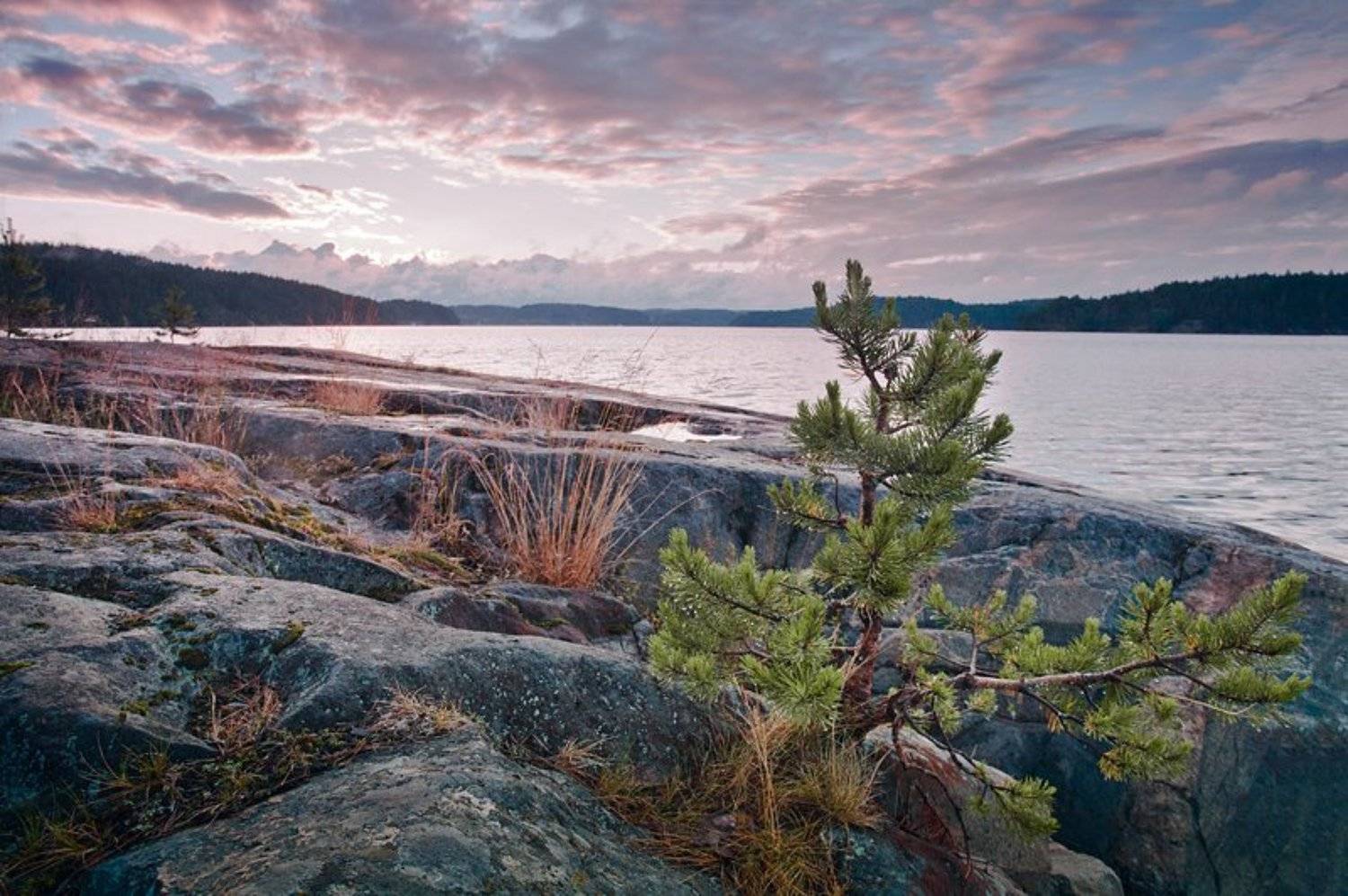 , Ольга Брага (Eglantier)