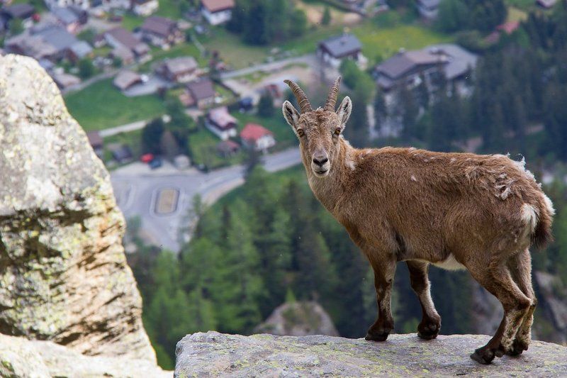 Кто здесь?! фото превью