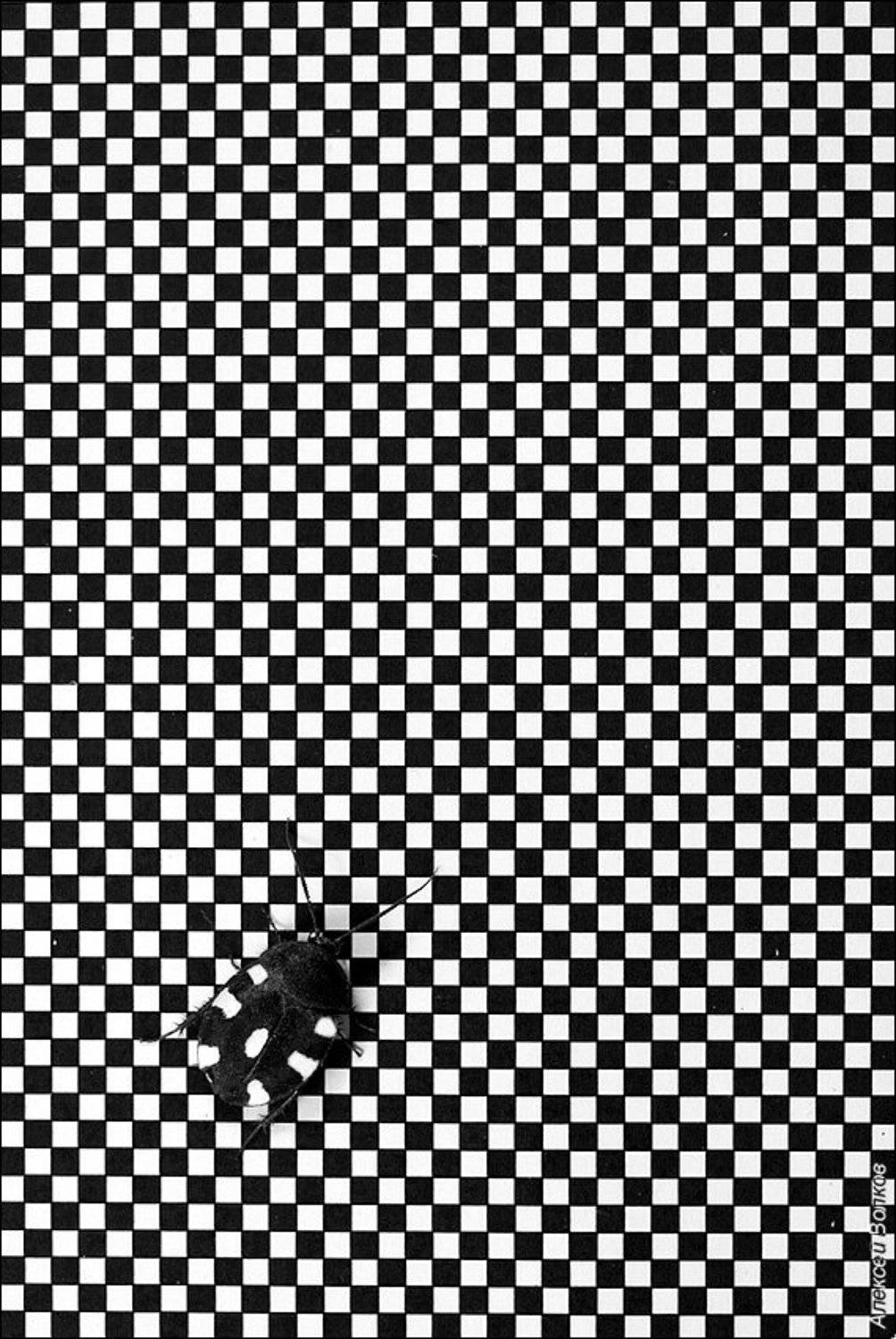 таракан-домино, шахматный таракан, therea petiveriana, Алексей Волков