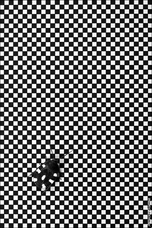 таракан-домино, шахматный таракан, therea petiveriana Бесконечная игра в шахматы фото превью