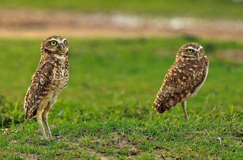 кроличий, сыч, burrowing, , , owl, венесуэла Кроличьи сычи фото превью