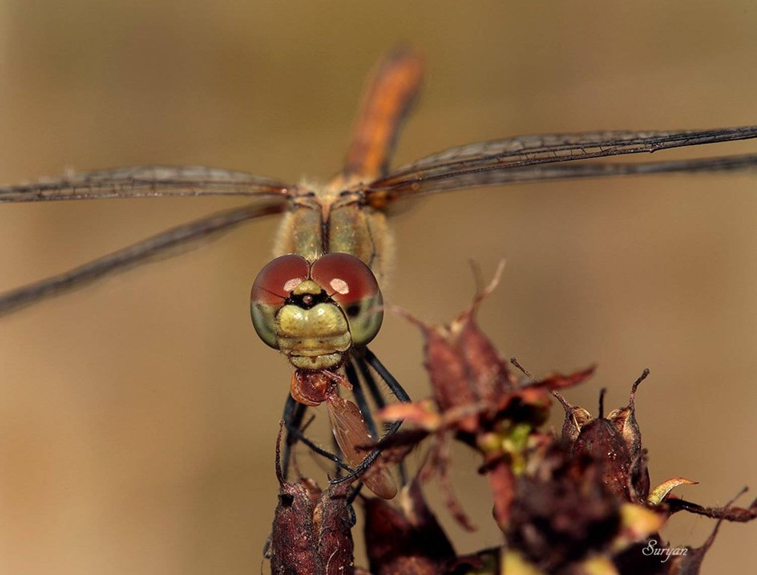 лето, трава, стрекоза, Олег Сурьянинов