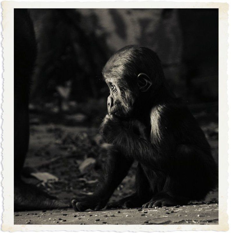 Что бы такое сказать маме, чтобы она купила мне мороженое... фото превью