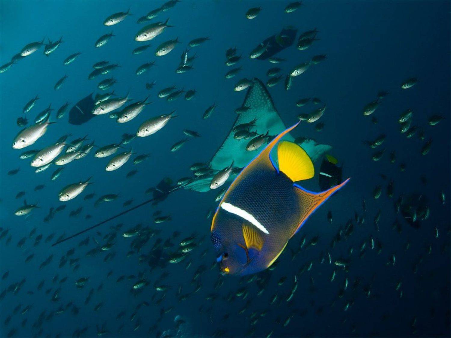 underwater, Виктор Чистов