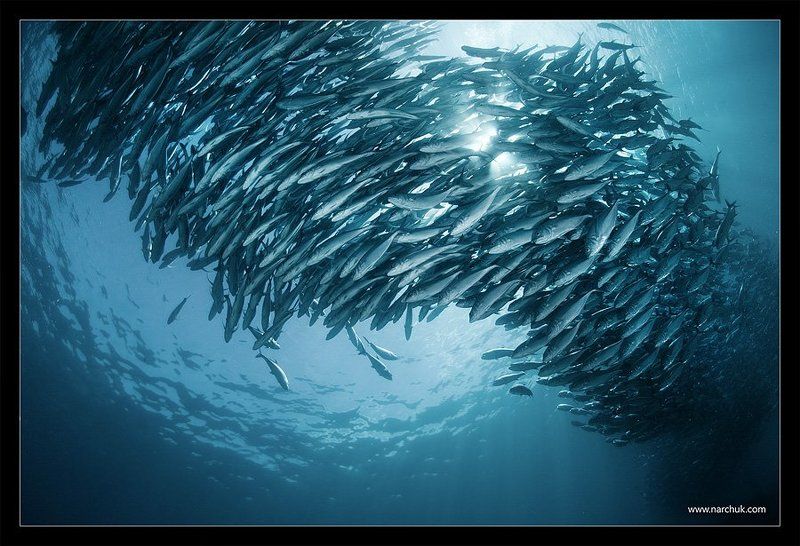 стая,дым,море,рыба,филиппины Дым фото превью