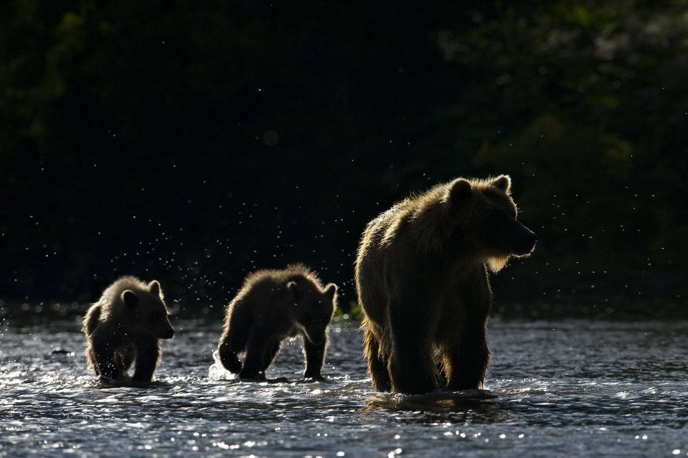 медведи , южно-камчатский заказник,дикая природа, сергей иванов, камчатка, Сергей Иванов