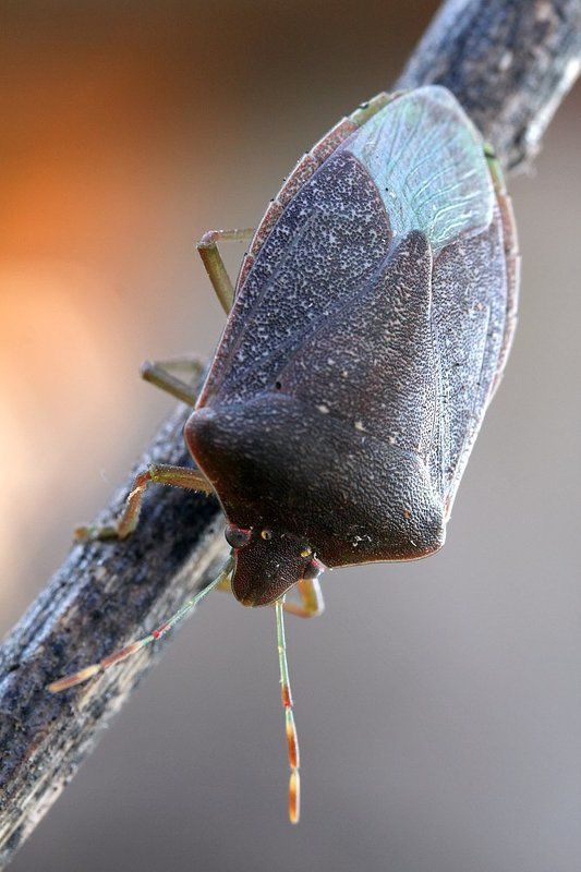 hemiptera, 600d,canon,mp-e 65mm,canon,macro First shieldbug os 2012 фото превью