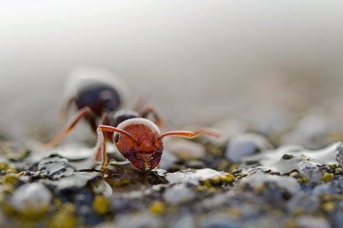 Crematogaster scutelaris