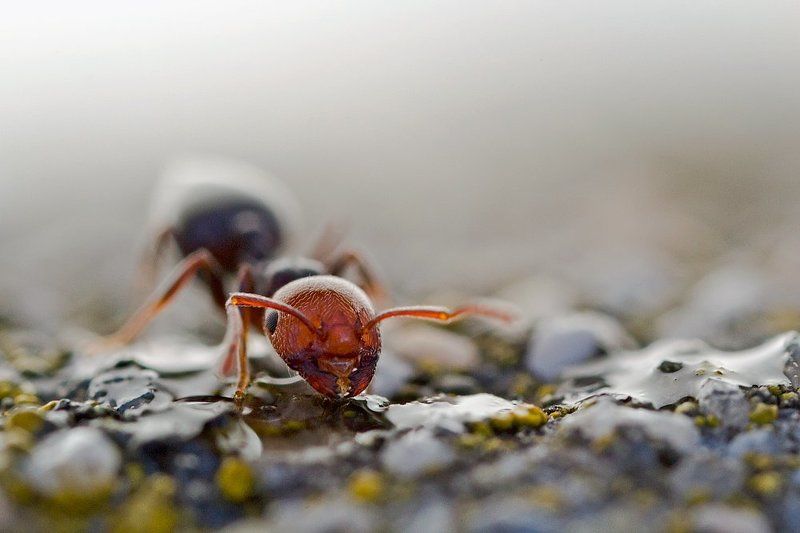 himenoptera, canon, 600d, mp-e 65mm, canon, macro, lens Crematogaster scutelaris фото превью