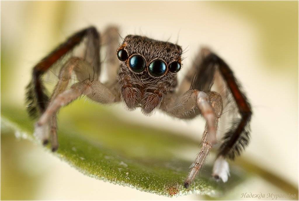 ёршики, паук, скакунчик, Надежда Муравьёва