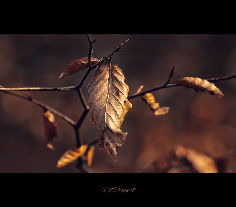 red, bokeh, branch, brown, leaf, dark I\'m not alone фото превью