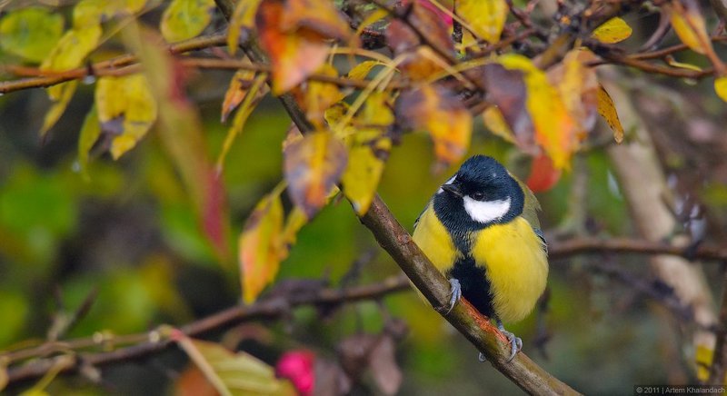 синица, большая синица Птица-осень фото превью