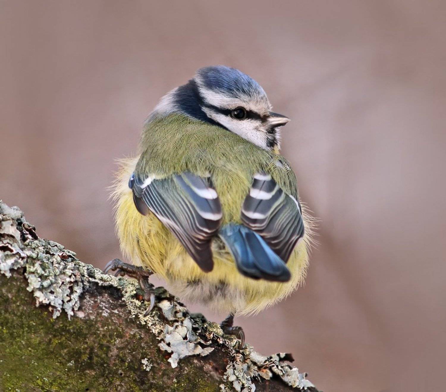 , Зоя Лаптева