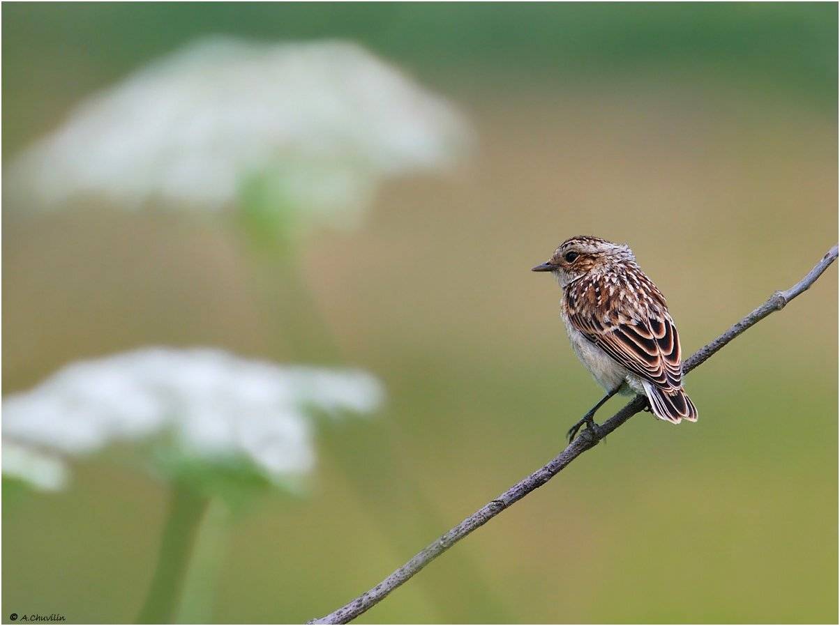 чекан,луговой,птица,зонтики, Александр Чувилин