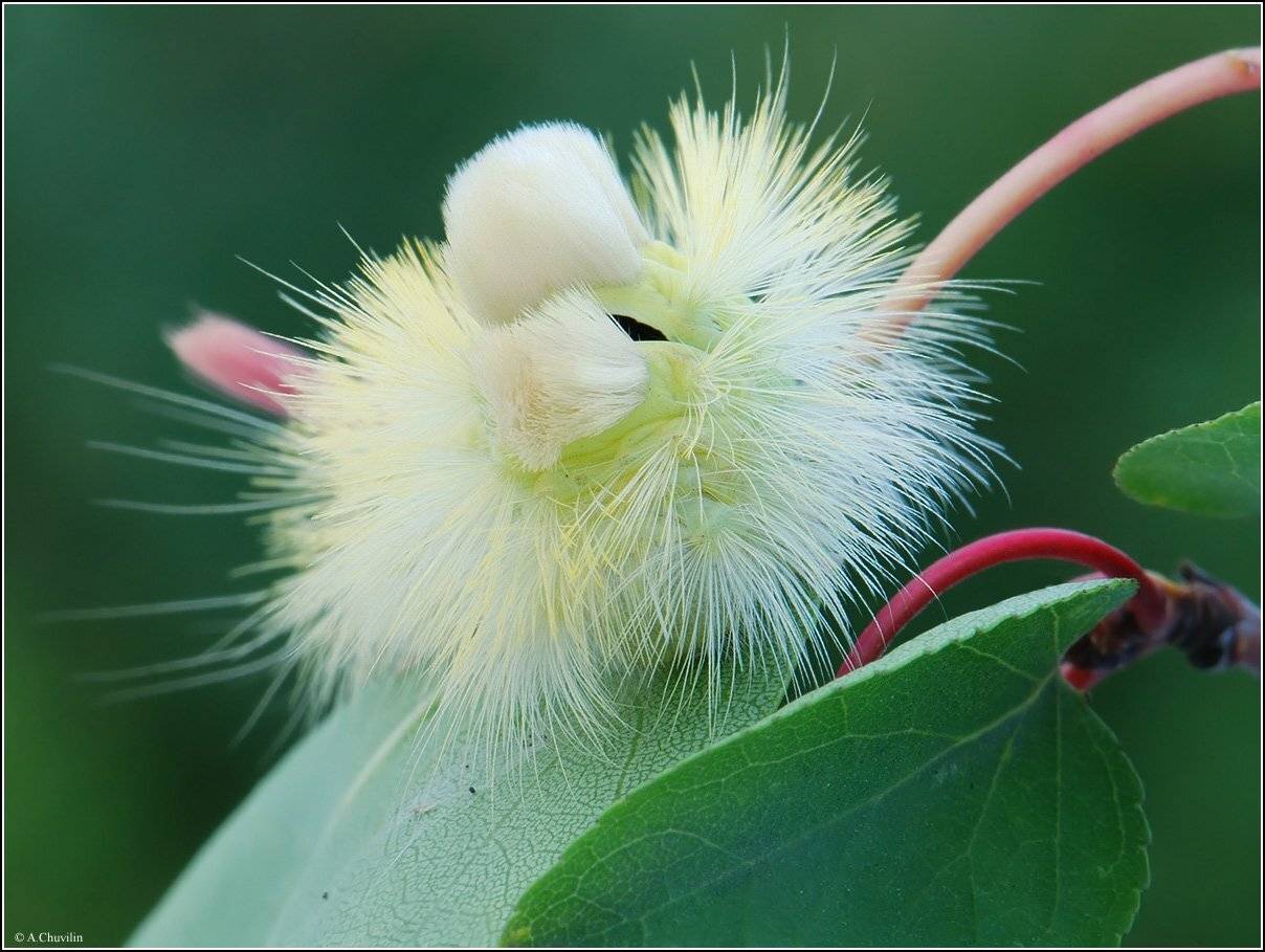 гусеница, волнянки, Александр Чувилин