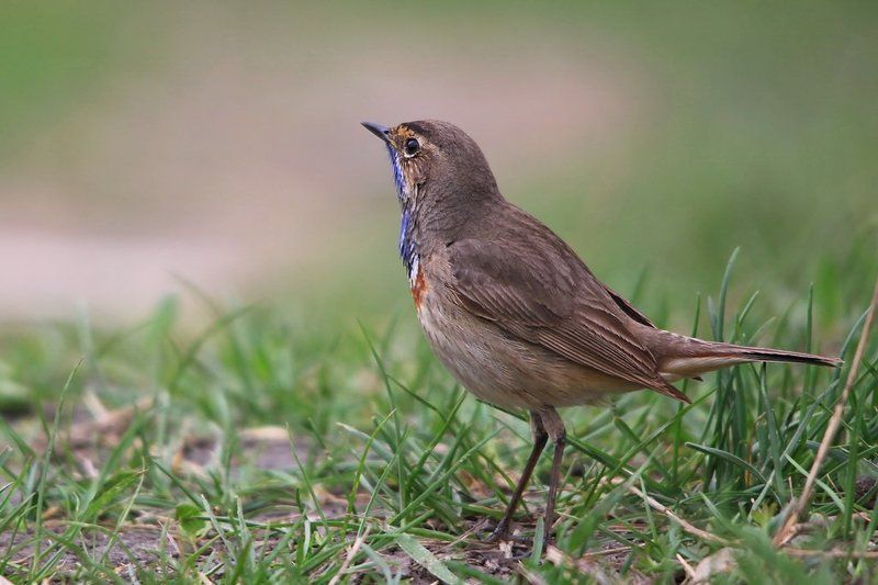 варакушка,  luscinia svecica Варакушка фото превью