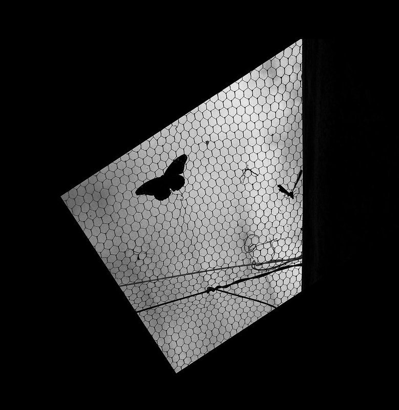 Бабочки фото превью