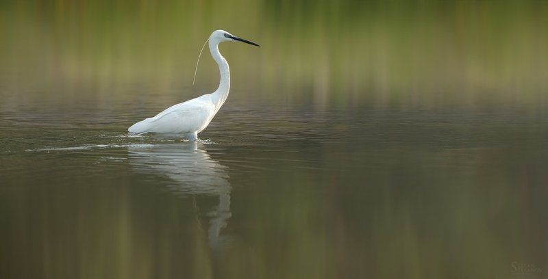 River patrul фото превью