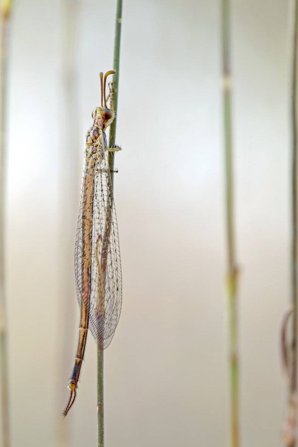 neuroptera, 5d mkii, 100mm, l is, maro ,lens, canon, Remus Moise