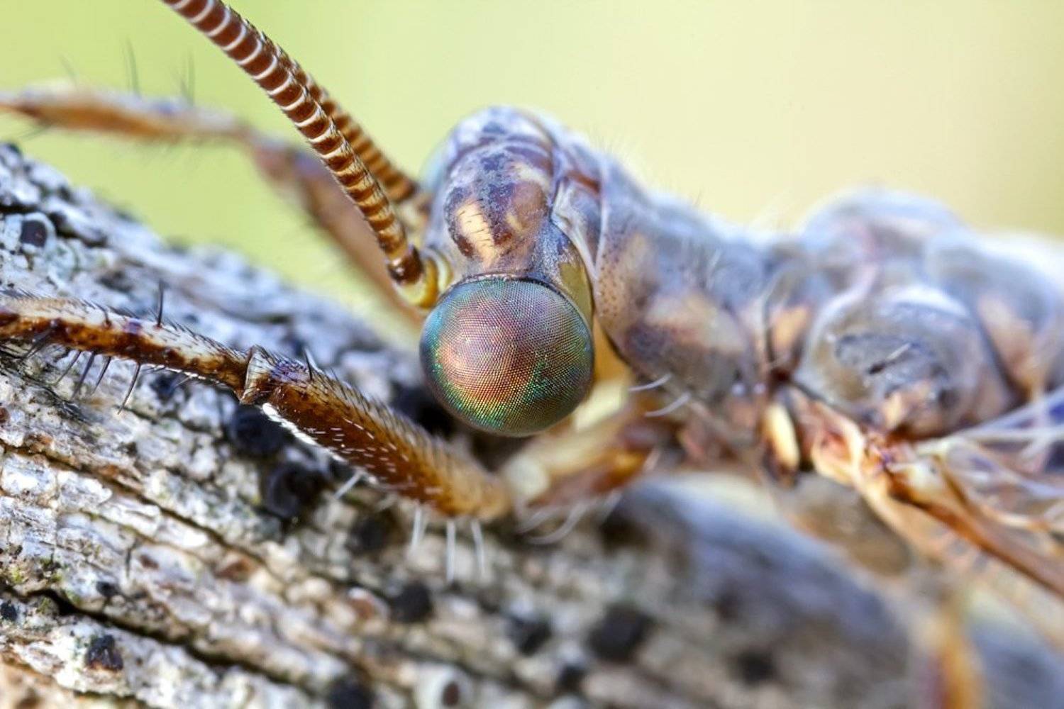 canon, 5500d, mp-e 65mm, macro, lens, Remus Moise