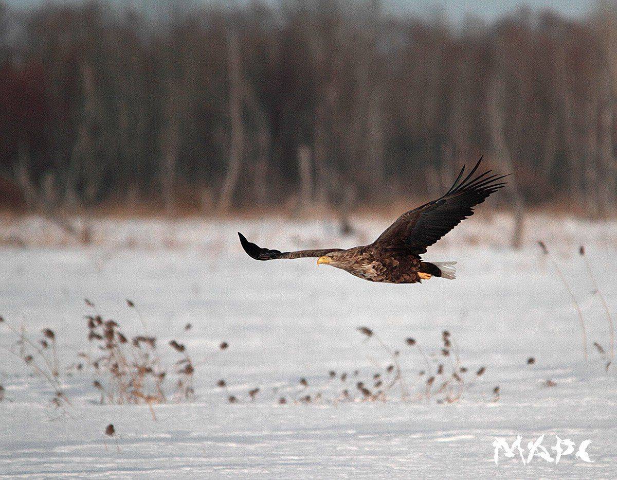 животные птицы орлан белохвост март, Шангареев Марс