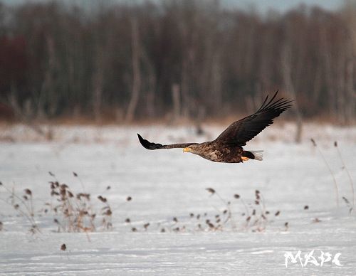 Белохвостый