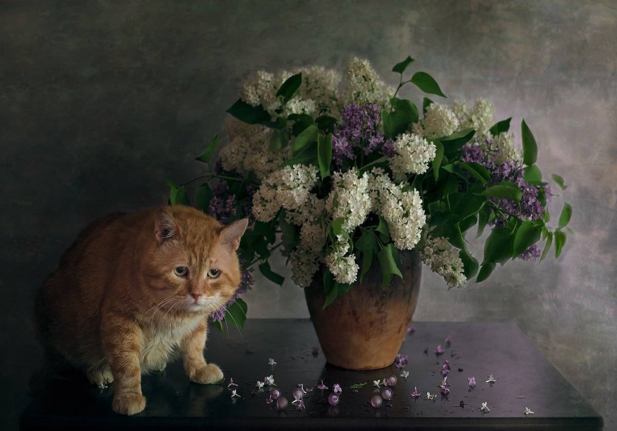 кот,сирень,натюрморт,рыжик, Елена Брежицкая