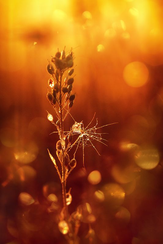 moment, момент, beautiful, красивый,  nature, природа,  canon 55-250,  bokeh, боке, parachute, парашютик, salsify, козлобородника,  golden, золотой, hour, час, sunset, закат, warm, теплый, light, свет, Принесенный теплым ветром… фото превью