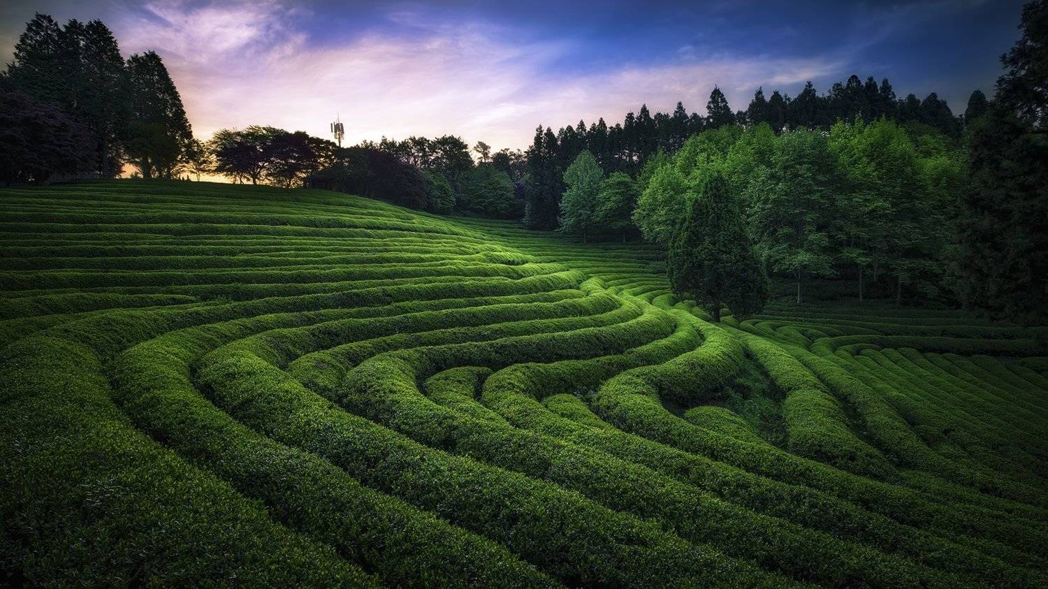 green tea farmland light sunrise spring line Korea, Seo Tiger