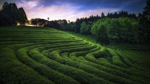 Green-tea 