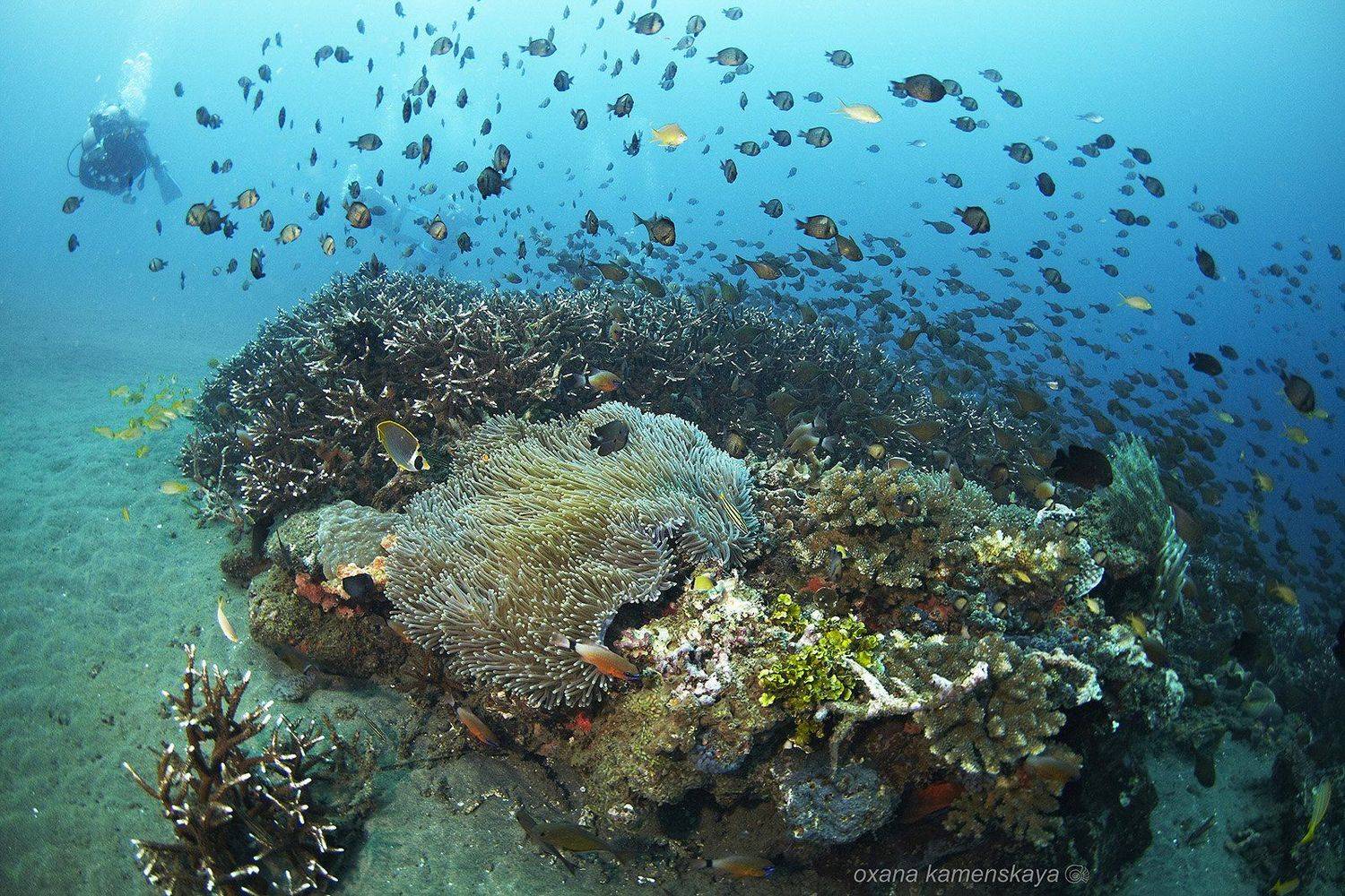 underwater  coral schoolfish anemone diver blue, Оксана Каменская