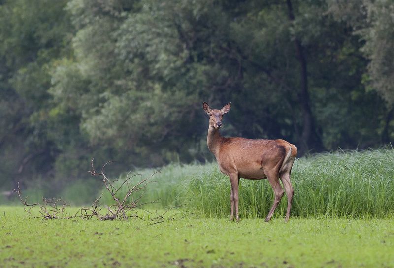 *** фото превью