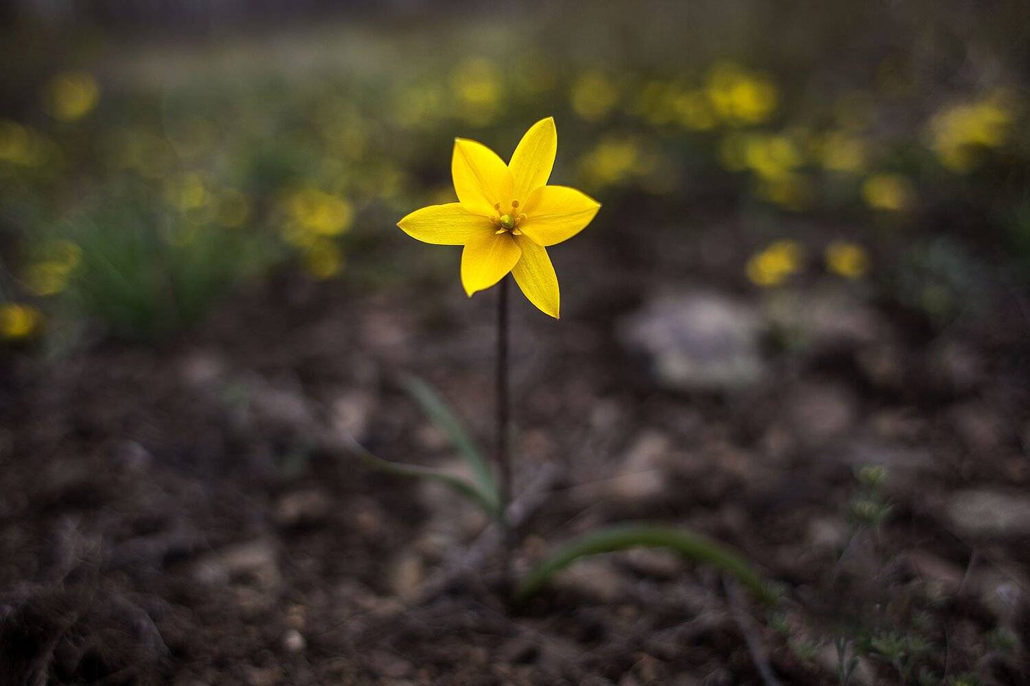 южный, урал, губерля орск, новотроицк, Качурин Алексей