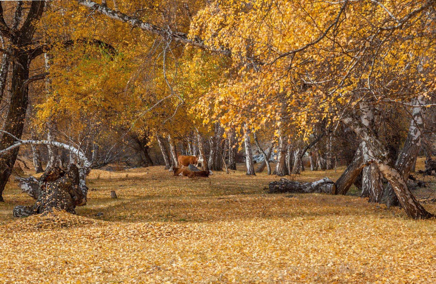 горный алтай, Сергей